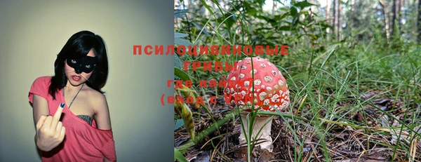прущие крисы Нефтекумск