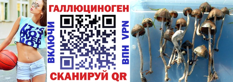 Псилоцибиновые грибы мицелий  Питкяранта 